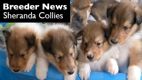 A new litter of puppies at Sheranda Collies, Alva, Florida