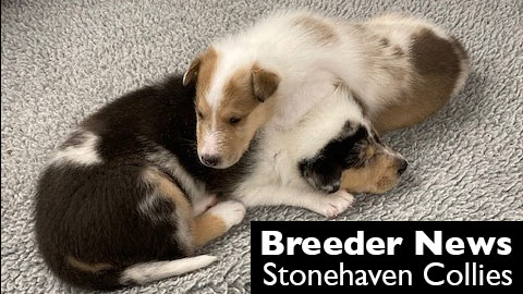 A new litter of puppies at Stonehaven Collies, North Chelmsford, Massachusetts