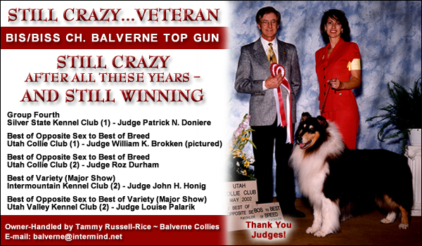 Balverne Collies -- Ch. Balverne Top Gun