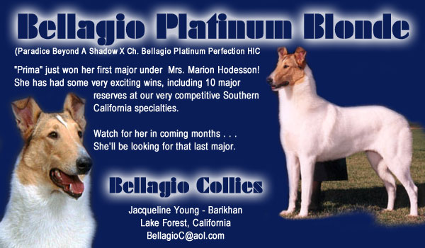 Bellagio Collies -- Bellagio Platinum Blonde
