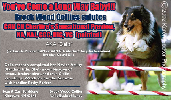 Brookwood Collies -- Can. Ch. Cherfire's Sensational Preview, NA, NAJ, CGC, HIC, VC (pointed) 