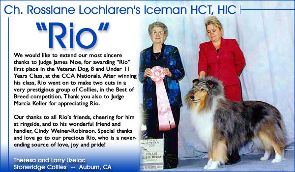 Stoneridge Collies -- Ch. Rosslane Lochlaren's Iceman HCT, HIC