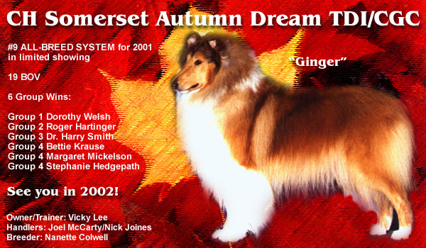 Somerset Collies -- Ch. Somerset Autumn Dream