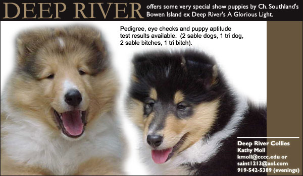 Deep River Collies -- Offers some very special show puppies