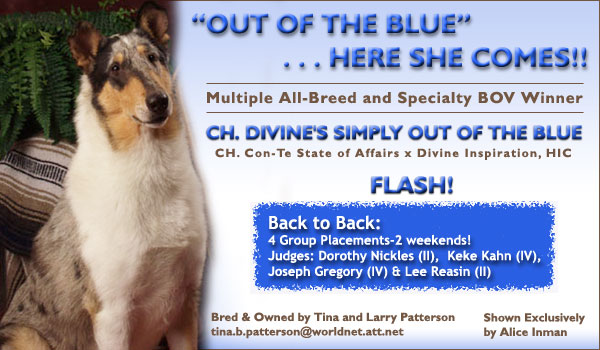 Divine Collies -- Ch. Divine's Simply Out of the Blue