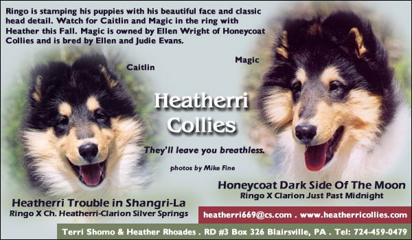 Heatherri Collies -- Heatherri Trouble In Shangri-La/Honeycoat Dark Side Of The Moon