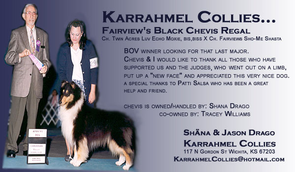 Karrahmel Collies -- Fairview's Black Chevis Regal 