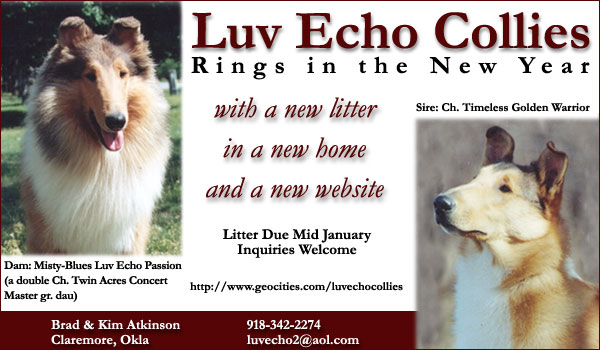 Luv Echo Collies -- Misty-Blue's Luv Echo Passion