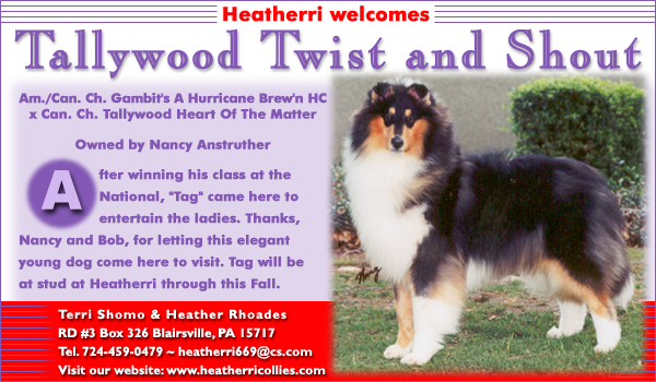 Heatherri Collies -- Tallywood Twist and Shout