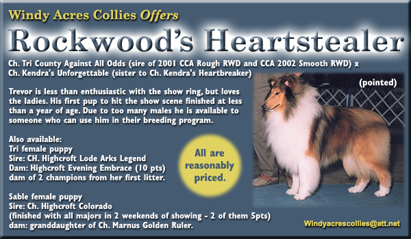 Windy Acres Collies -- Rockwood's Heartstealer