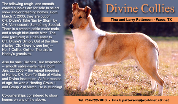 Ch. Divine's Take 'Em By Storm