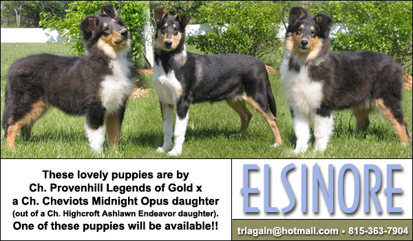 Elsinore Collies