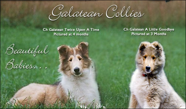 Galatean Collies