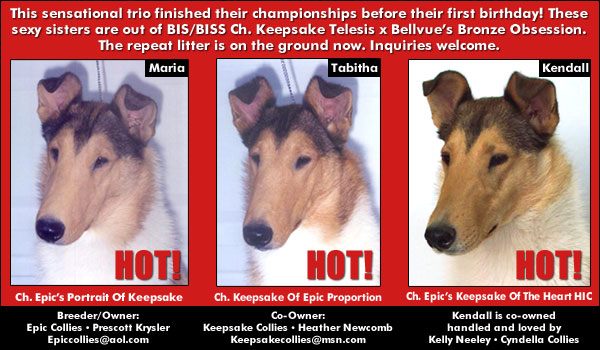 Epic Collies - Keepsake Collies - Cyndella Collies