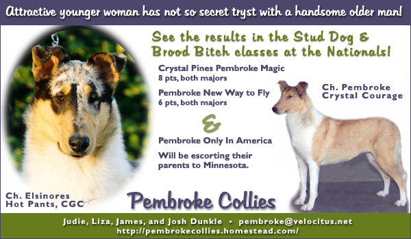 Pembroke Collies