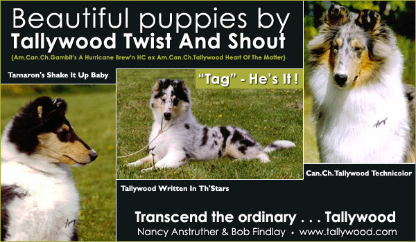 Ch. Tartanside Attitude