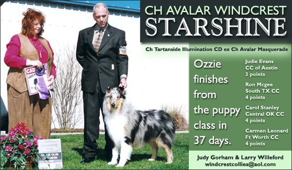 Ch. Avalar Windcrest Starshine