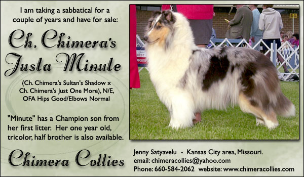 Ch. Chimera's Justa Minute