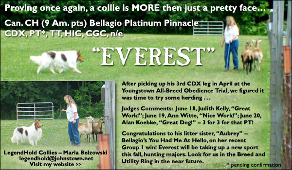 Can. Ch. Bellagio Platinum Pinnacle