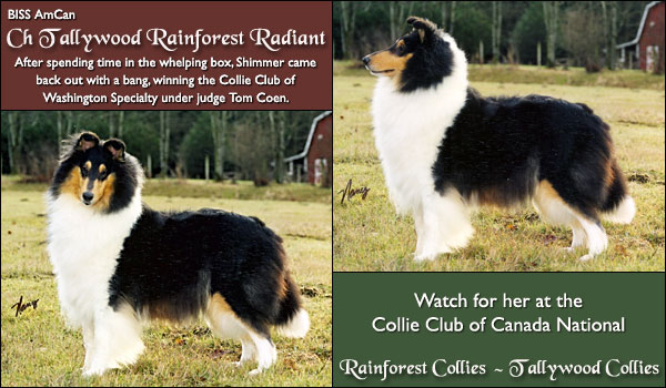 Ch. Tallywood Rainforest Radiant