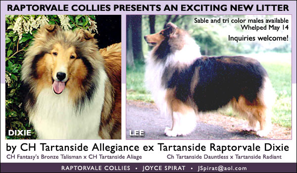 Raptorvale Collies