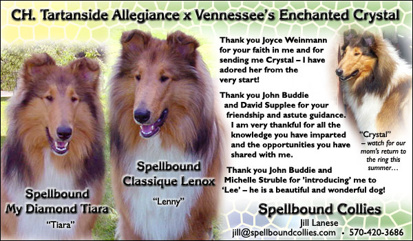Spellbound Collies