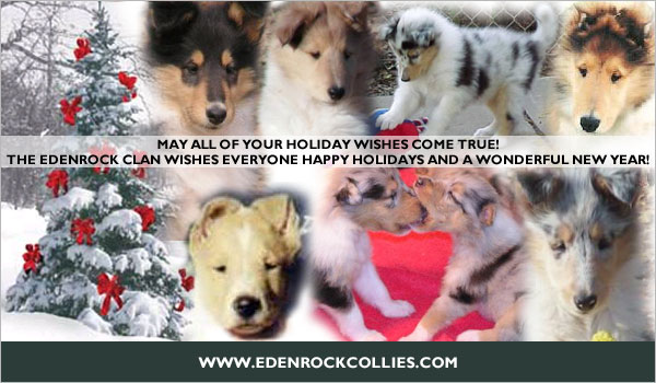 Edenrock Collies