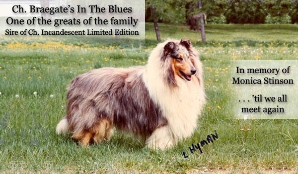 Ch. Braegate's In The Blues