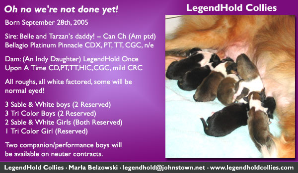 LegendHold Collies