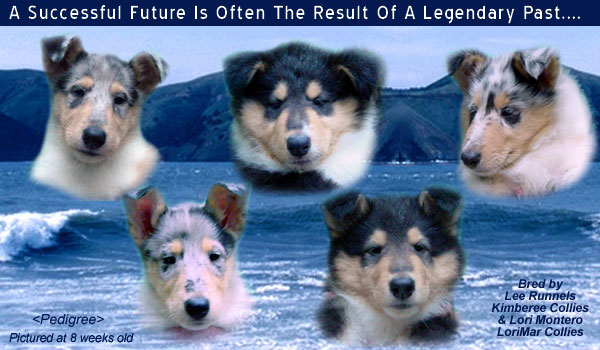 Kimberee Collies and LoriMar Collies