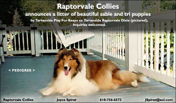 Raptorvale Collies