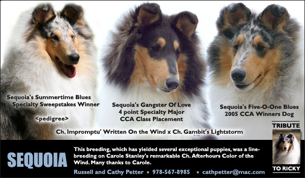 Sequoia Collies