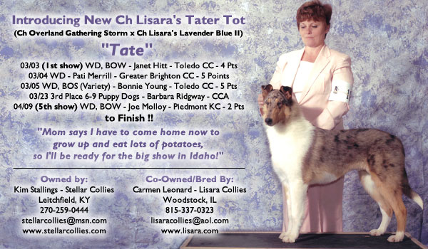Ch. Lisara's Tater Tot