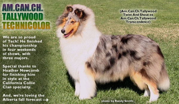 Ch. Tallywood Technicolor