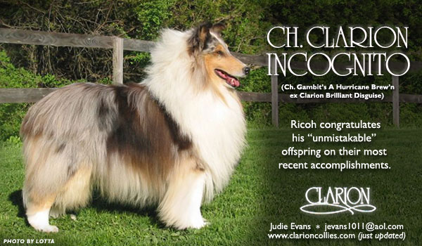 Clarion -- CH Clarion Incognito