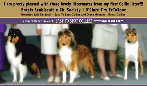 Easy To Spot Collies