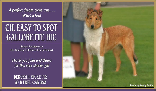 Easy To Spot Collies -- CH Easy To Spot Gallorette HIC
