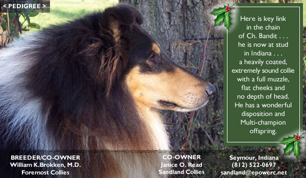 Foremost Collies and Sandland Collies -- CH Foremost Thief In The Night