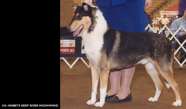 Hobby's -- Ch. Hobby's Deep River Moonwind