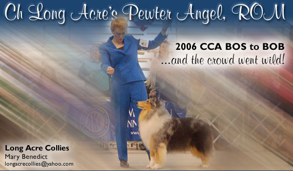 Long Acre -- Ch. Long Acre's Pewter Angel, ROM