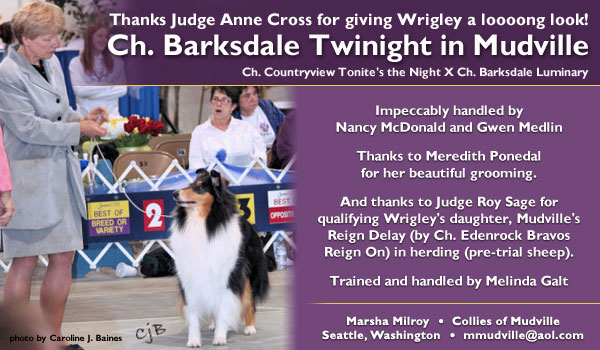 Collies of Mudville -- Ch. Barksdale Twinight in Mudville