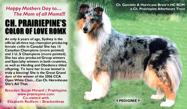 Prairiepine/Brackenbrae -- Ch. Prairiepine's Color of Love ROMX