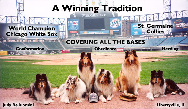 St. Germaine Collies