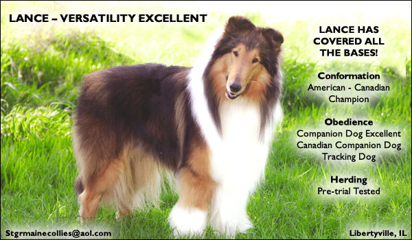 St. Germaine -- Ch. Wyndlair St. Germaine Mystic