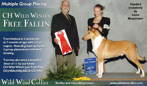 CH Wild Wind's Free Fallin