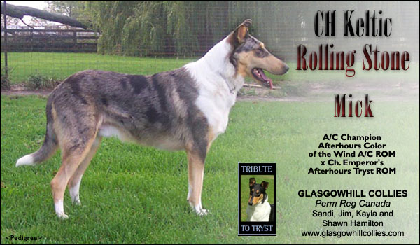 Glasgowhill Collies -- CH Keltic Rolling Stone