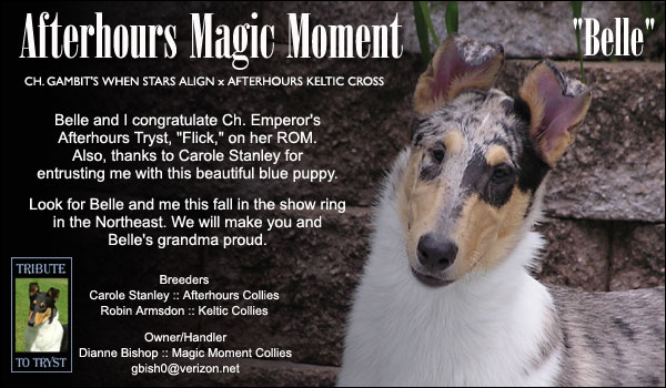 Magic Moment Collies -- Afterhours Magic Moment 