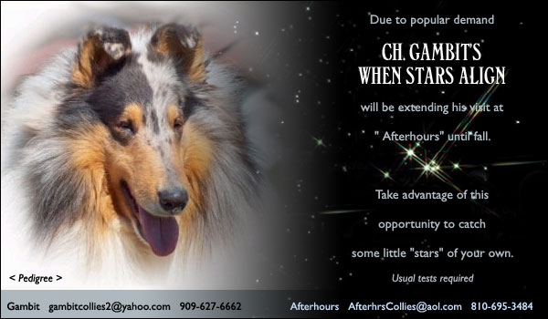 Gambit/Afterhours -- CH Gambit's When Stars Align