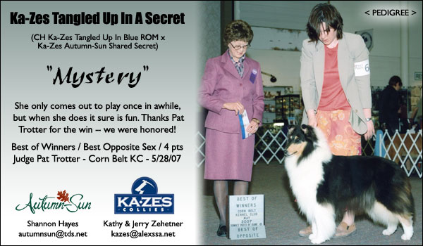 Autumn Sun Collies and Ka-Zes Collies -- Ka-Zes Tangled Up In A Secret