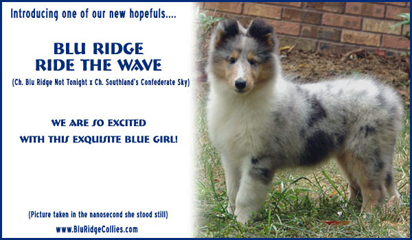 Blu Ridge -- Blu Ridge Ride The Wave